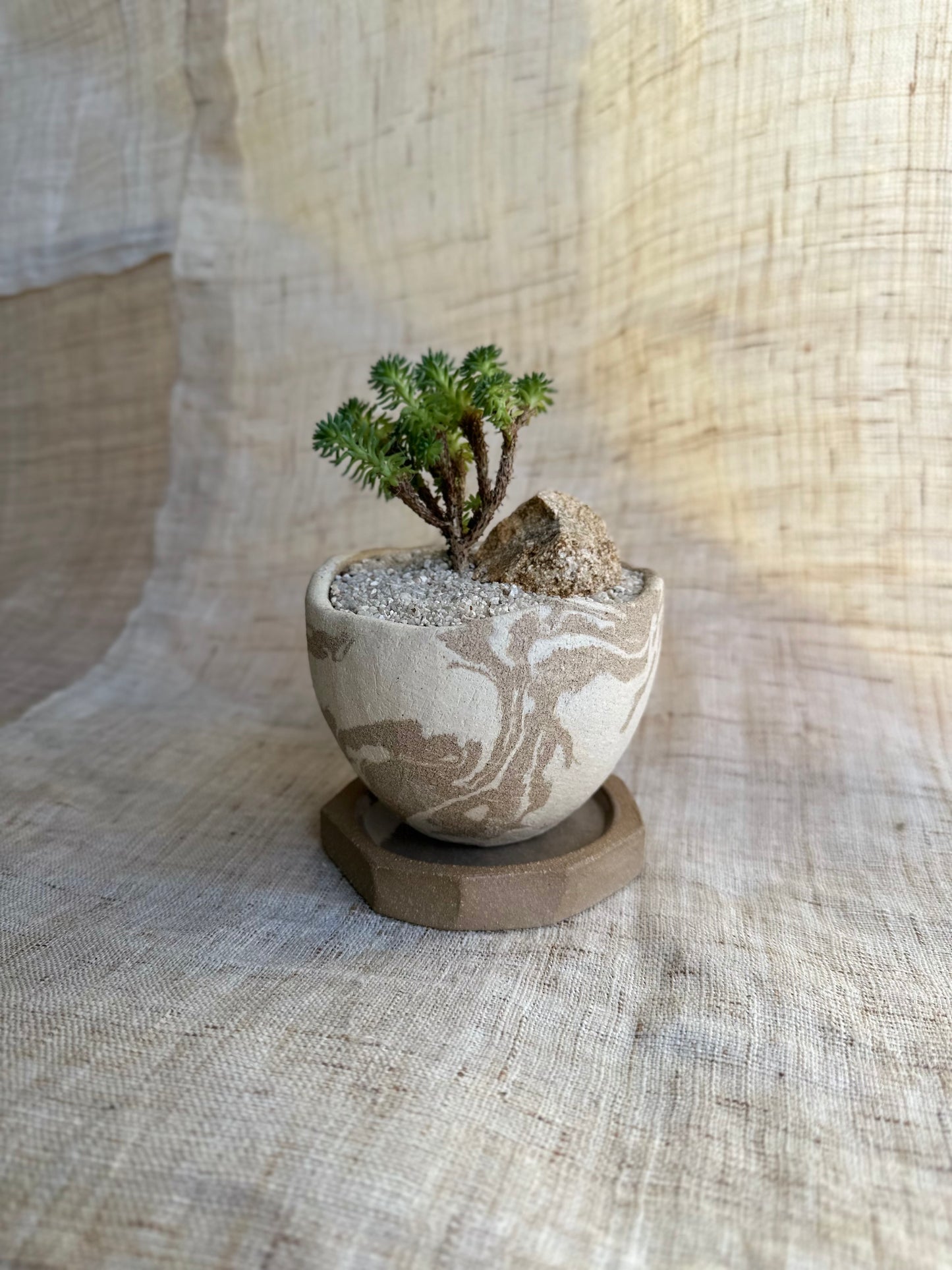 Mini Joshua tree w/ planter set