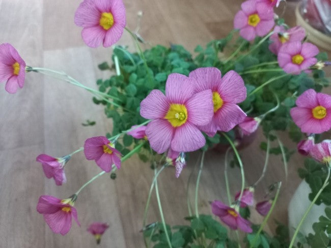 Oxalis obtusa 'Lilac' bulb