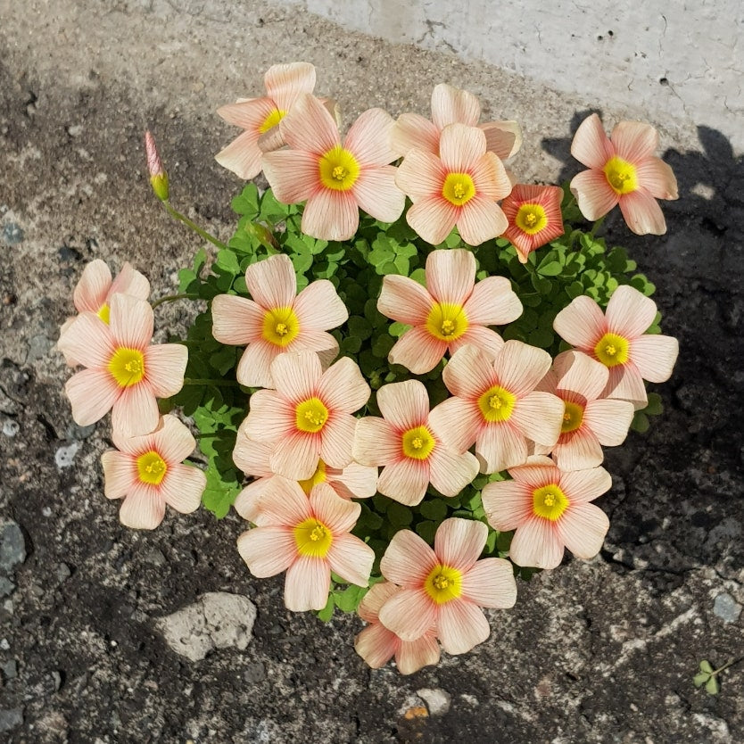 Oxalis obtusa ‘Apple’ bulb