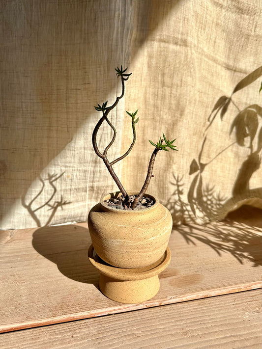 Crassula tetragona w/ planter set - Mipa's pots and plants