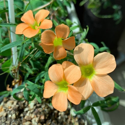 Oxalis ‘Gracilis’