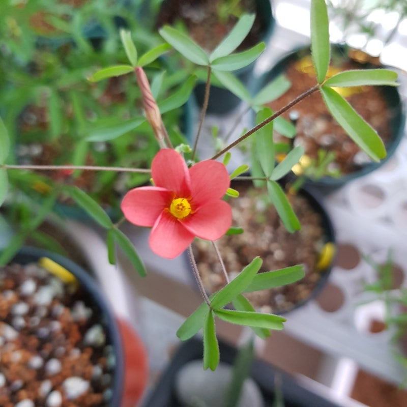 Oxalis ‘Red gold’