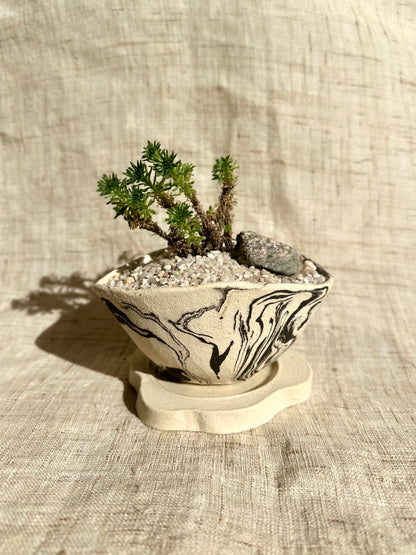 Miniature Joshua tree w/ planter set