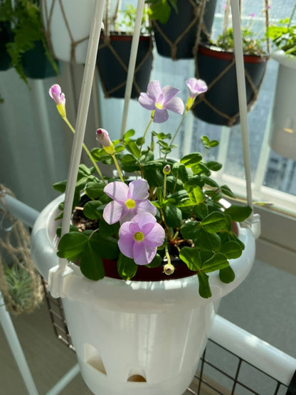 Oxalis ‘Minuta’