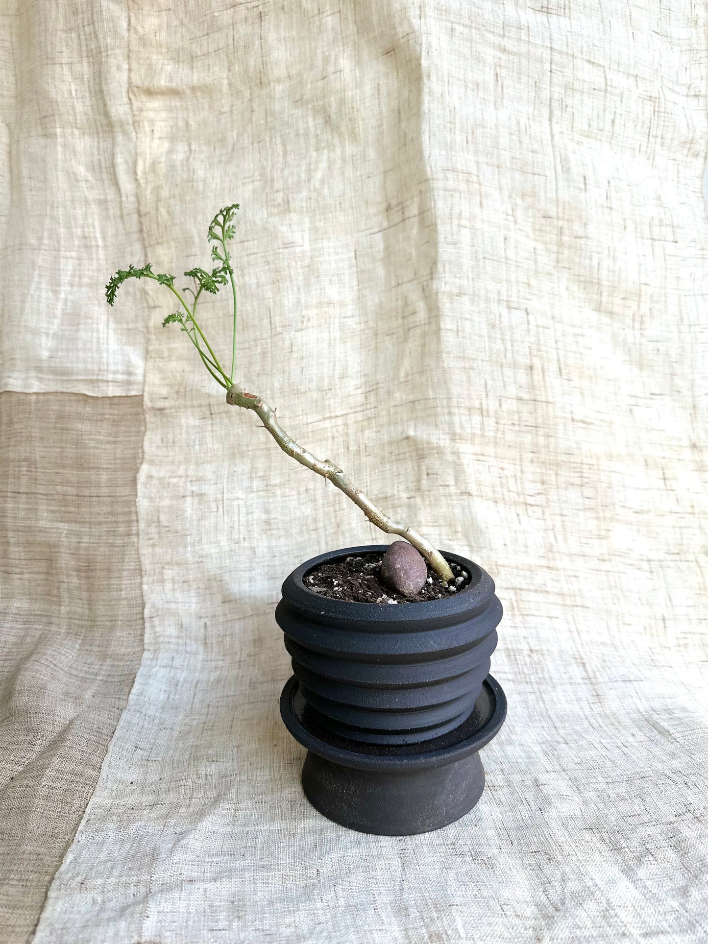 Pelargonium carnosum w/ black pedestal saucer set