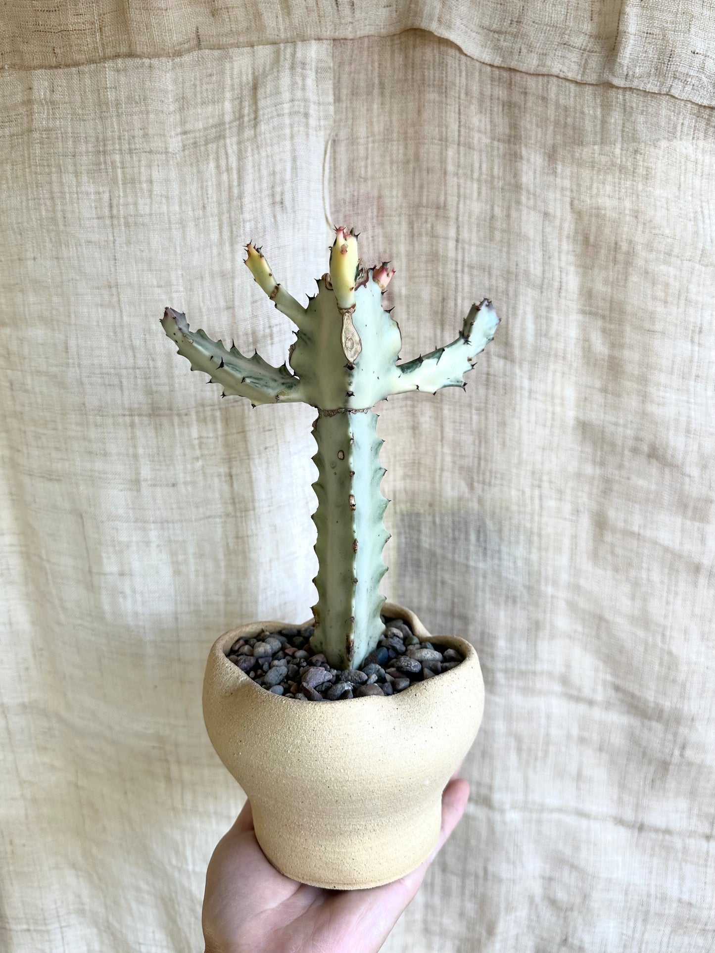 White ghost cactus w/ flower planter