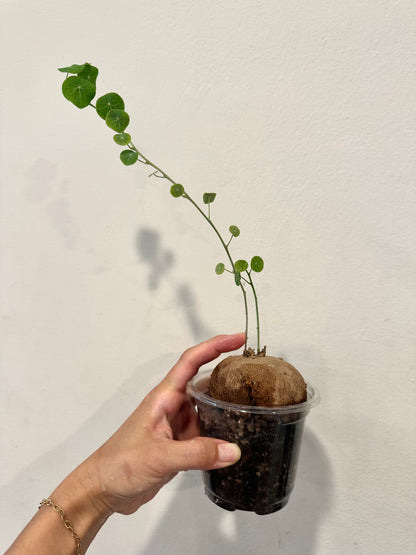 Stephania nova + Stephania erecta