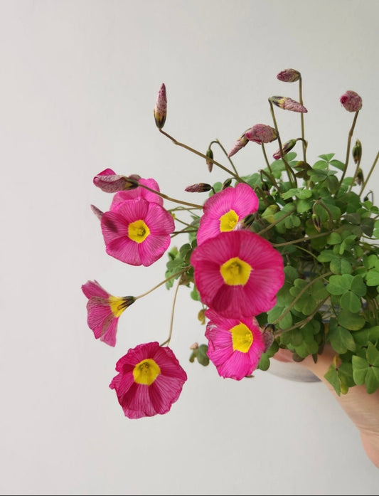 Oxalis obtusa 'Ruby' bulb