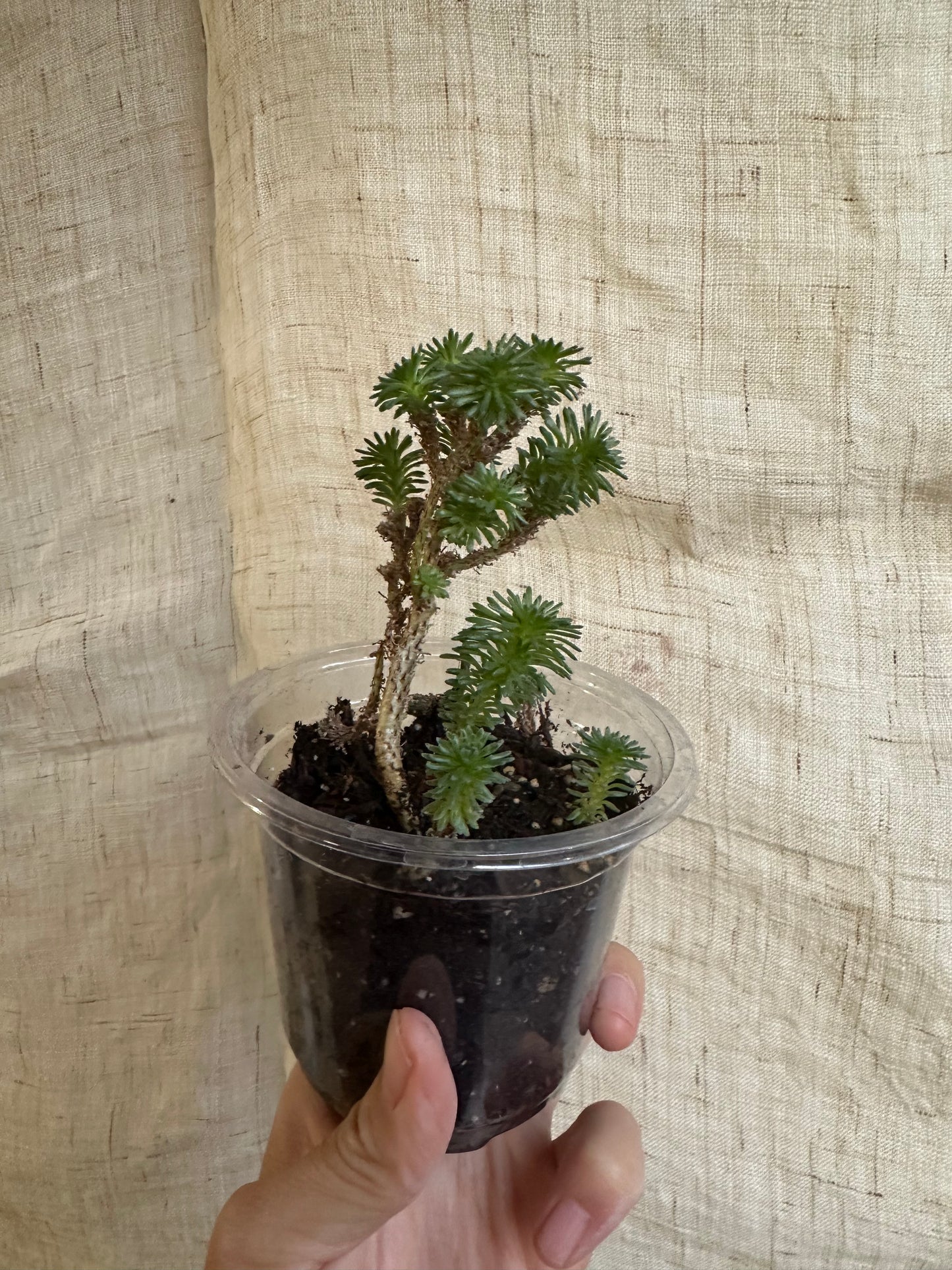 (Preorder) miniature Joshua tree w/checkers planter