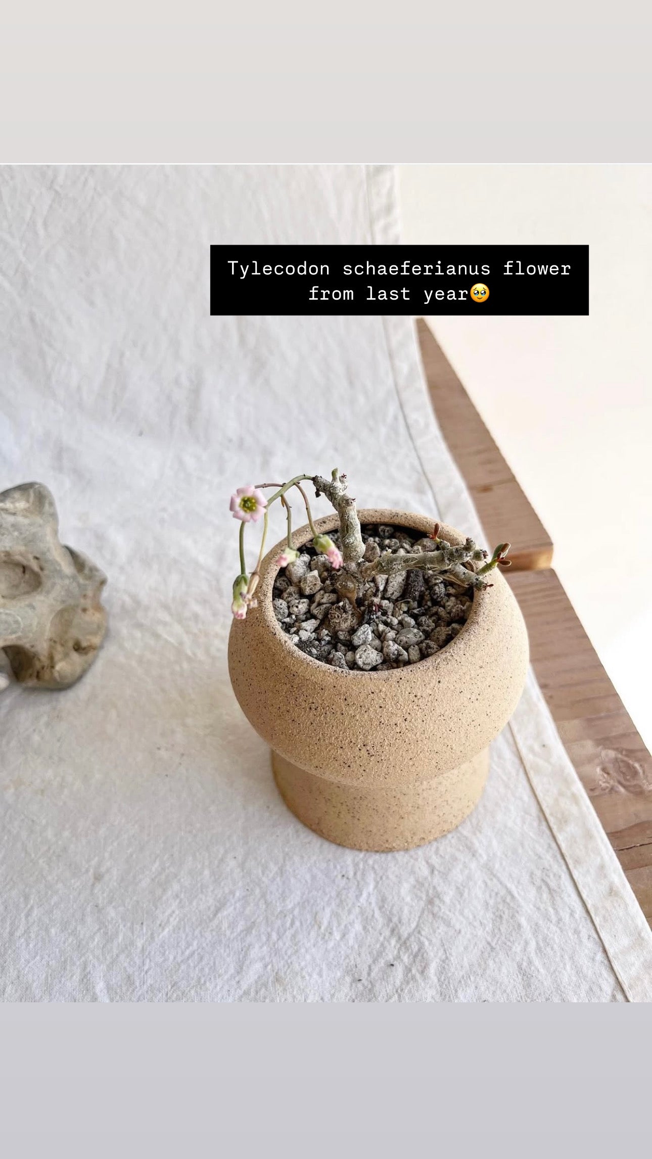 Tylecodon schaeferianus w/ planter