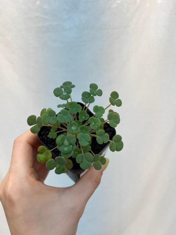 Oxalis ‘Convexula new’ bulb