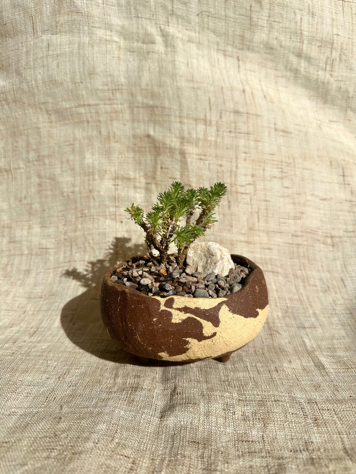 Miniature Joshua tree w/ planter