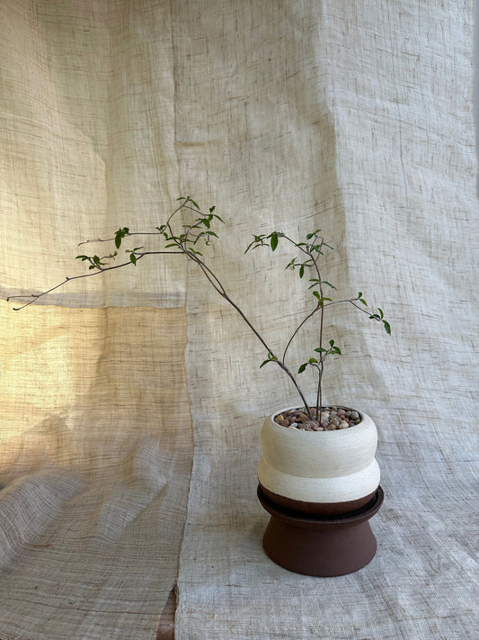 Euphorbia mahabobokensis w/ chocolate swirl pedestal set - Mipa's pots and plants