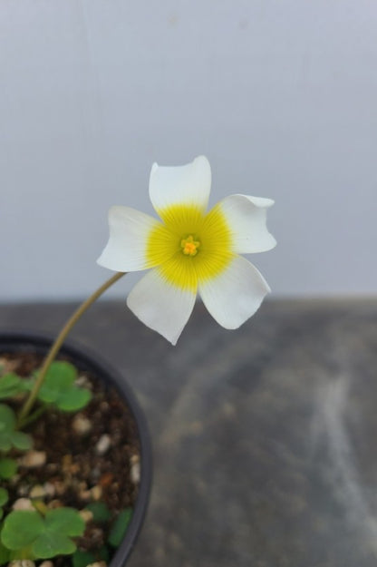 Oxalis obtusa ‘silver moon’ bulb