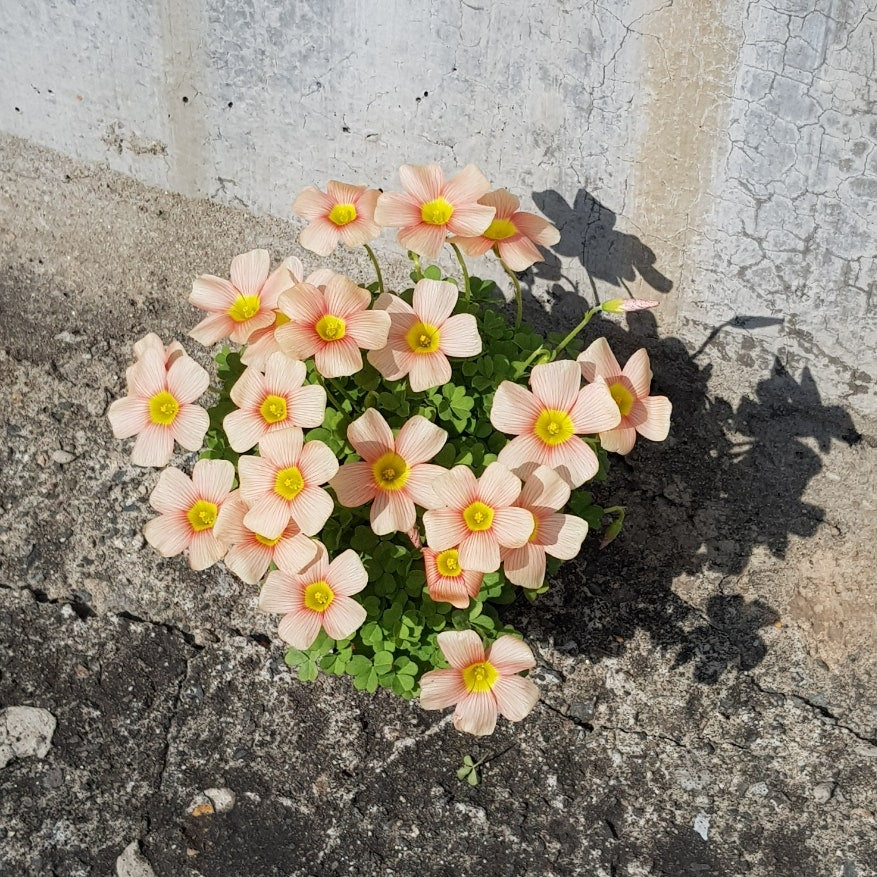 Oxalis obtusa ‘Apple’ bulb