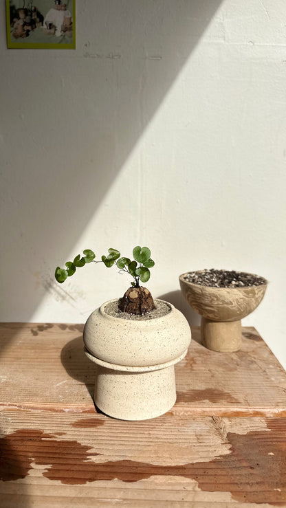 C/c small self-watering planter set