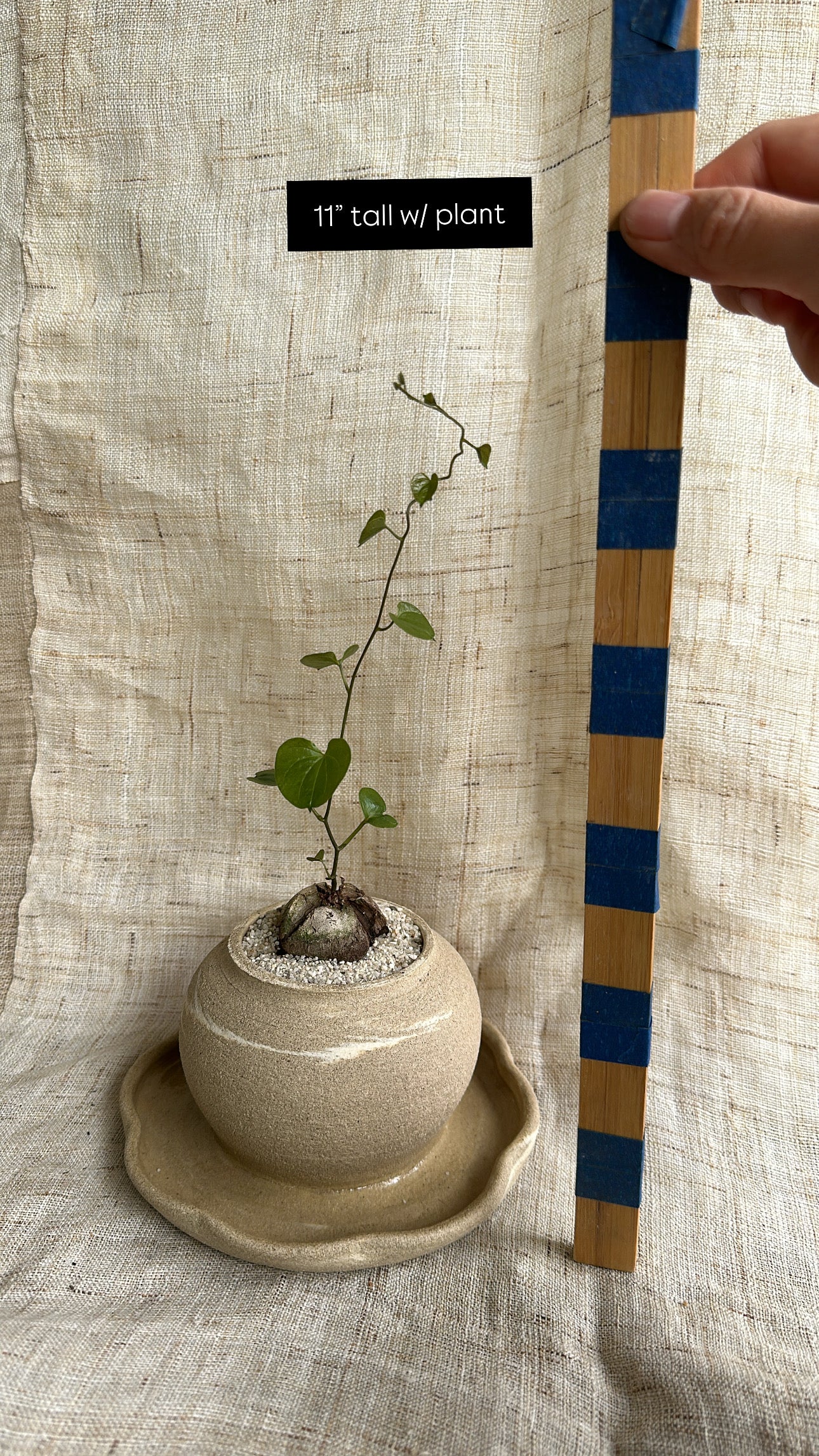 dioscorea elephantipes w/ planter