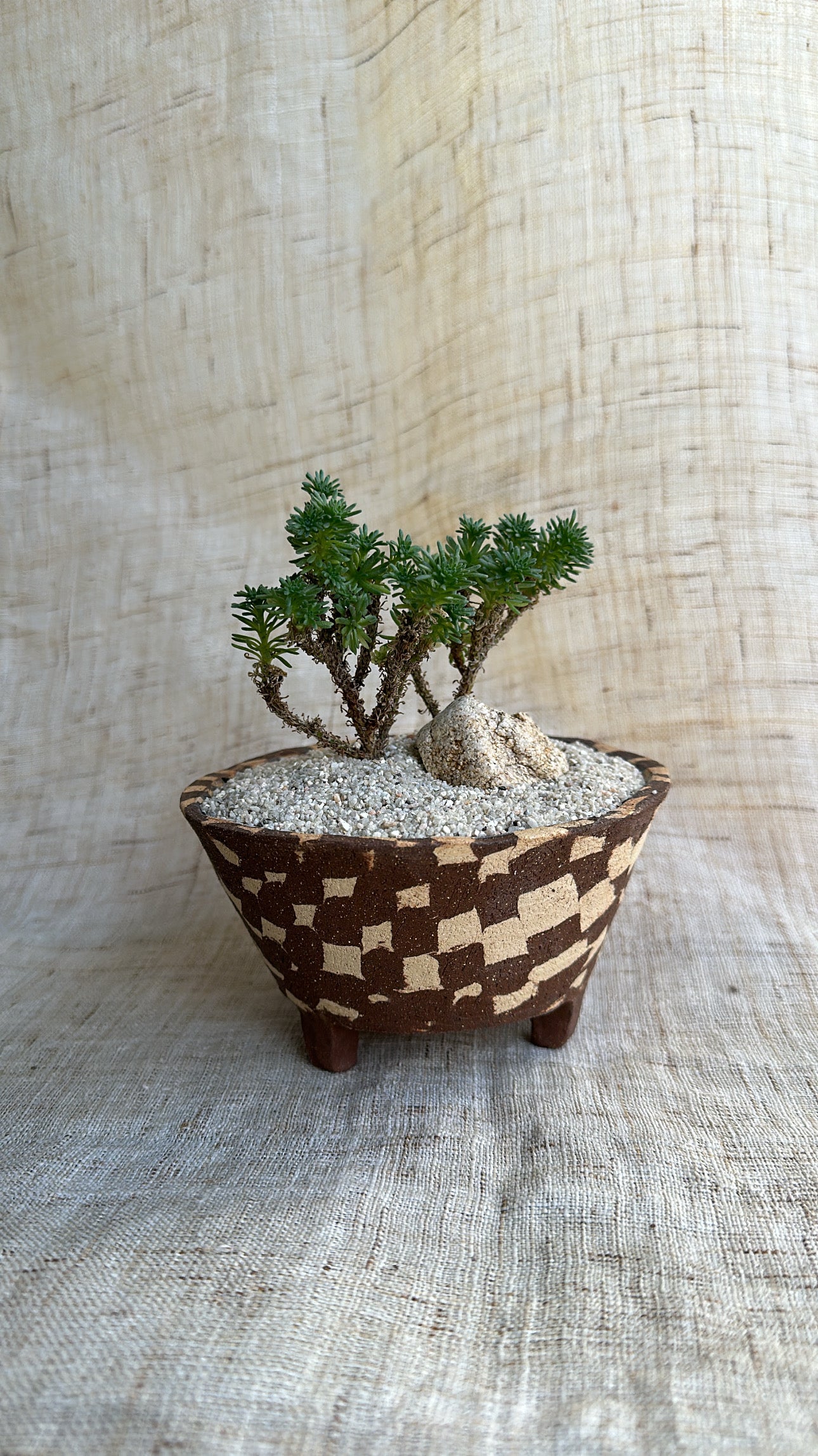 Miniature Joshua tree w mosaic planter