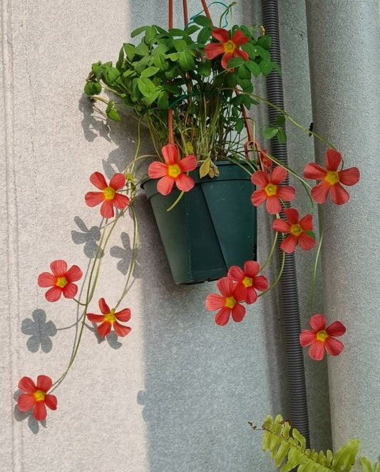 Oxalis obtusa ‘Jennie’ bulb