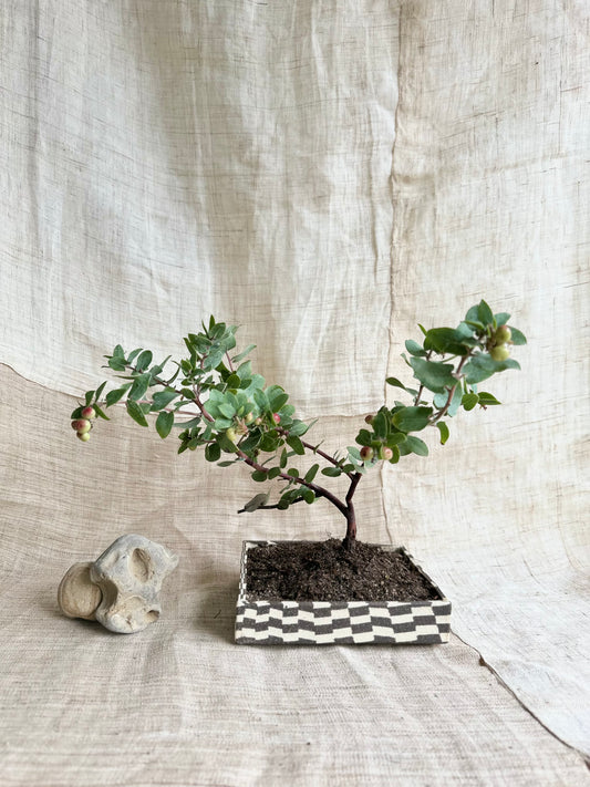 (Sale) 82 checkers bonsai planter