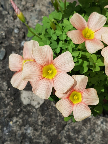 Oxalis obtusa ‘Apple’ bulb