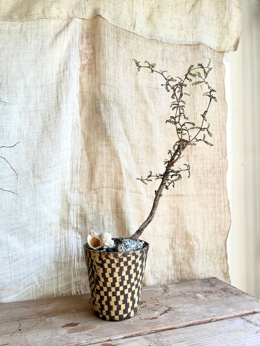 Operculicarya decaryi w/ planter and saucer