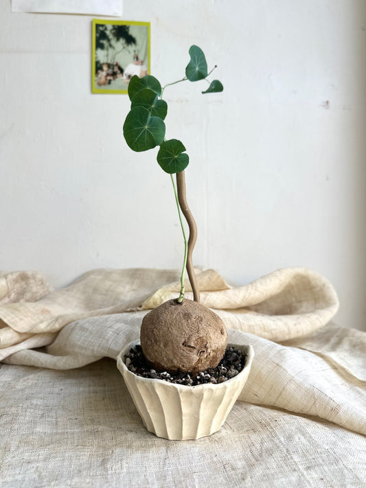 Stephania erecta + planter