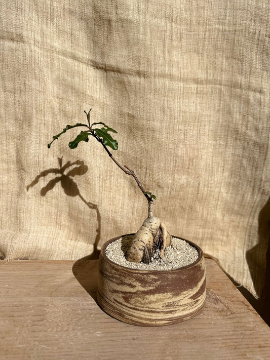 Fockea edulis w/ planter - Mipa's pots and plants