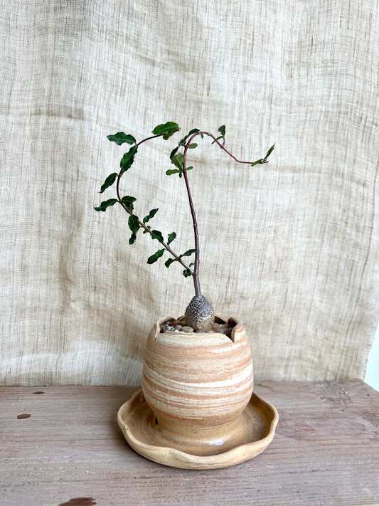 Fockea edulis w/ planter - Mipa's pots and plants