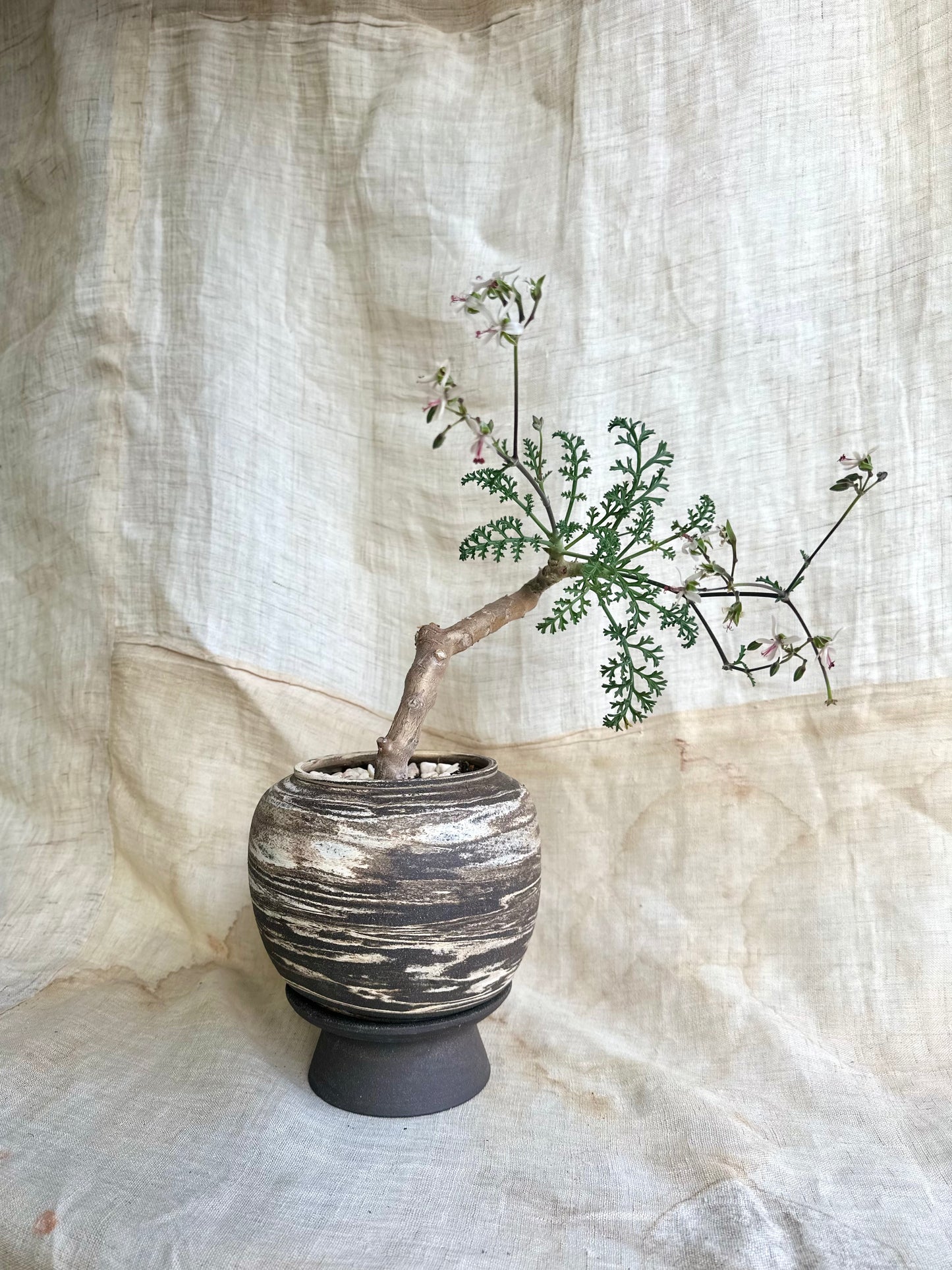 Pelargonium carnosum w/ inkwash pedestal saucer set