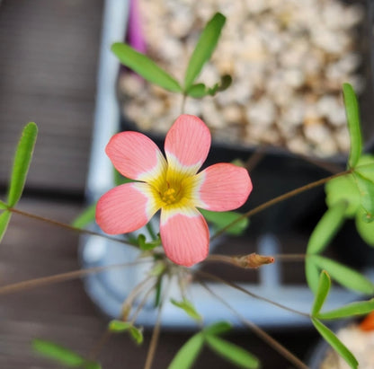 Oxalis ‘Candybox cherry’