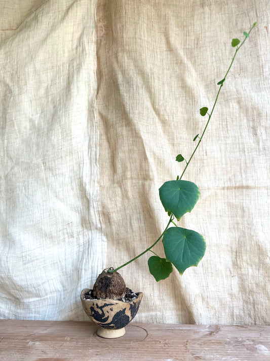Stephania suberosa + planter