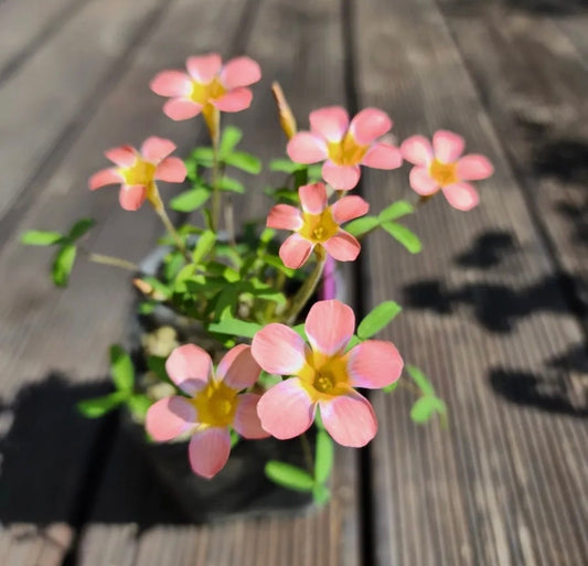 Oxalis 'Candybox strawberry' bulb