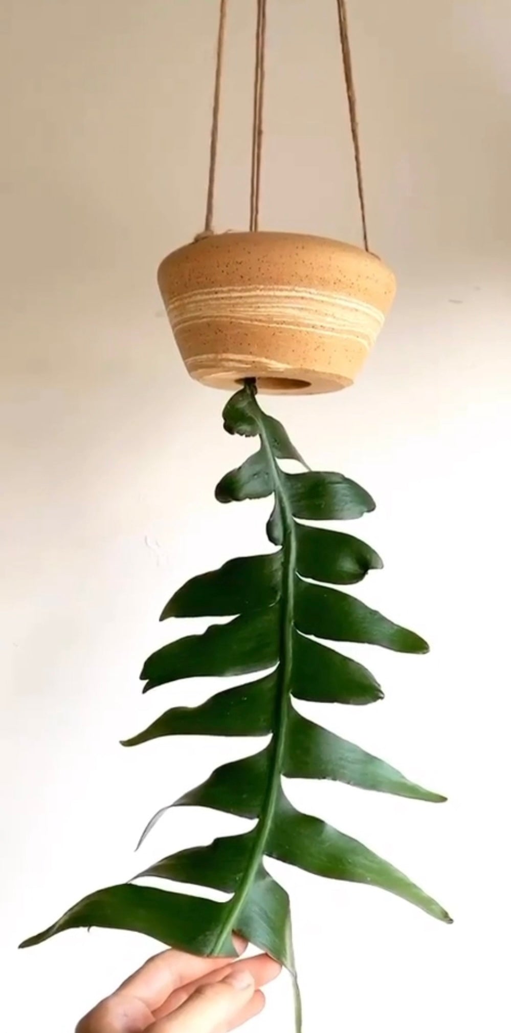 Fern leaf cactus w/ sandstorm hanging planter