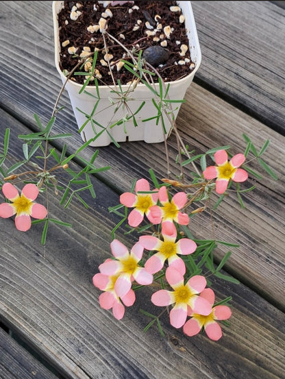 Oxalis ‘Candybox cherry’