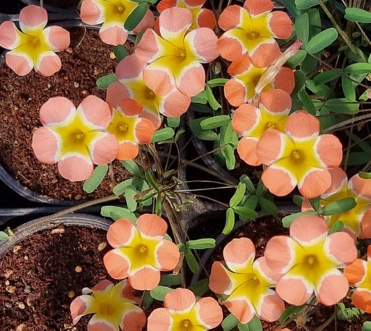 Oxalis ‘Pale yael’ bulb