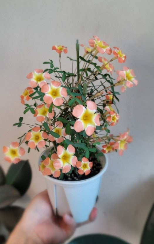 Oxalis ‘Pale yael’ bulb