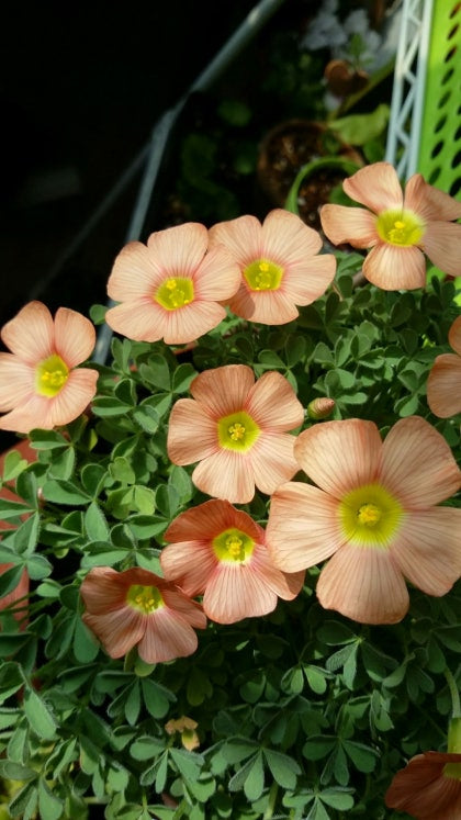 Oxalis obtusa 'Orange cream' bulb