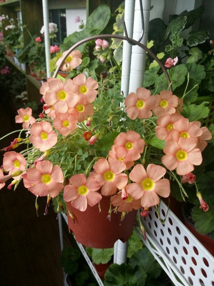 Oxalis obtusa 'Orange cream' bulb