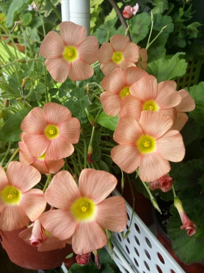 Oxalis obtusa 'Orange cream' bulb