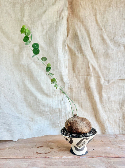 Stephania erecta + planter