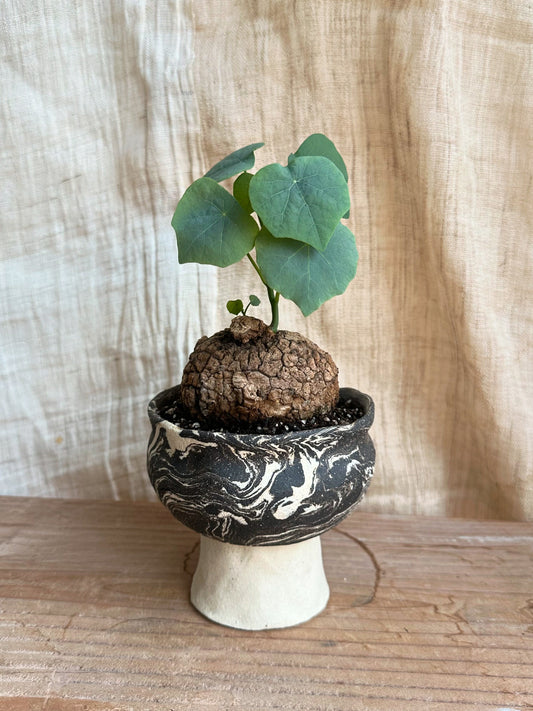 Stephania suberosa + planter