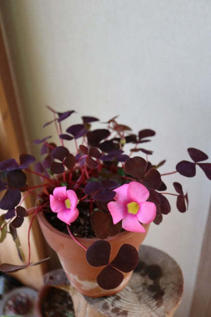 Oxalis ‘Purpurea garnet’