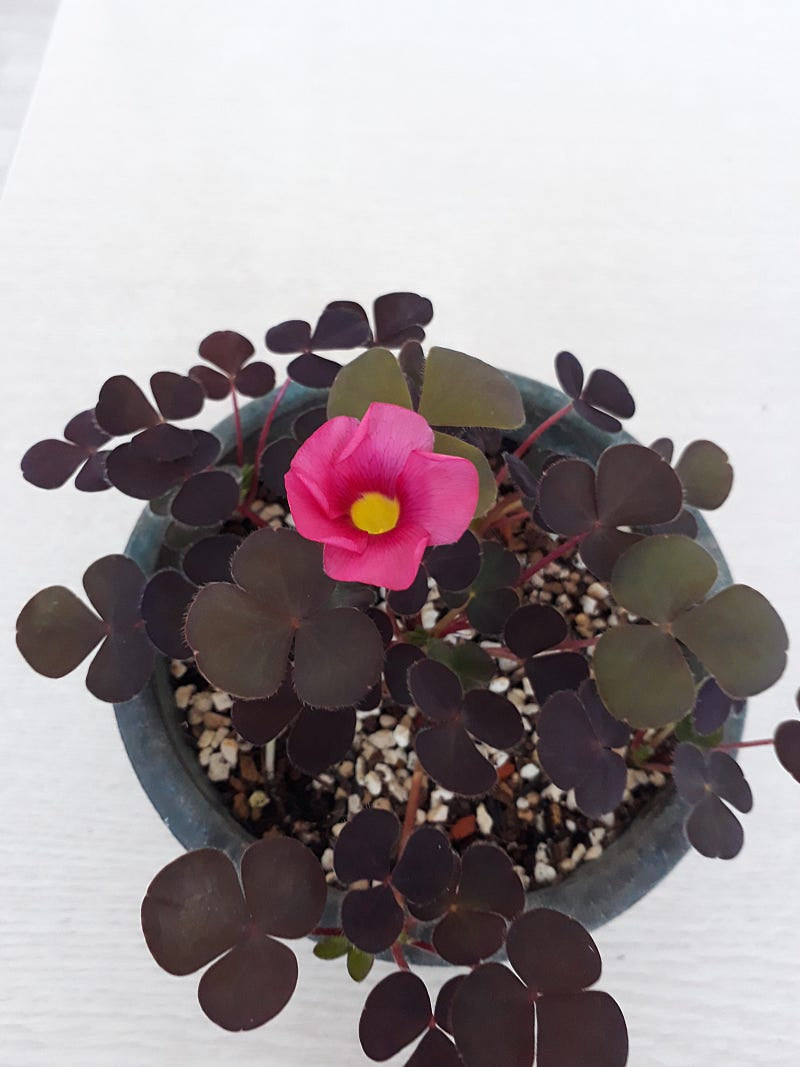 Oxalis ‘Purpurea garnet’