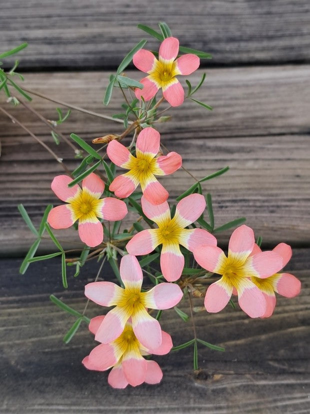 Oxalis ‘Candybox cherry’