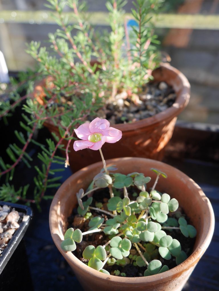 Oxalis ‘Convexula new’ bulb