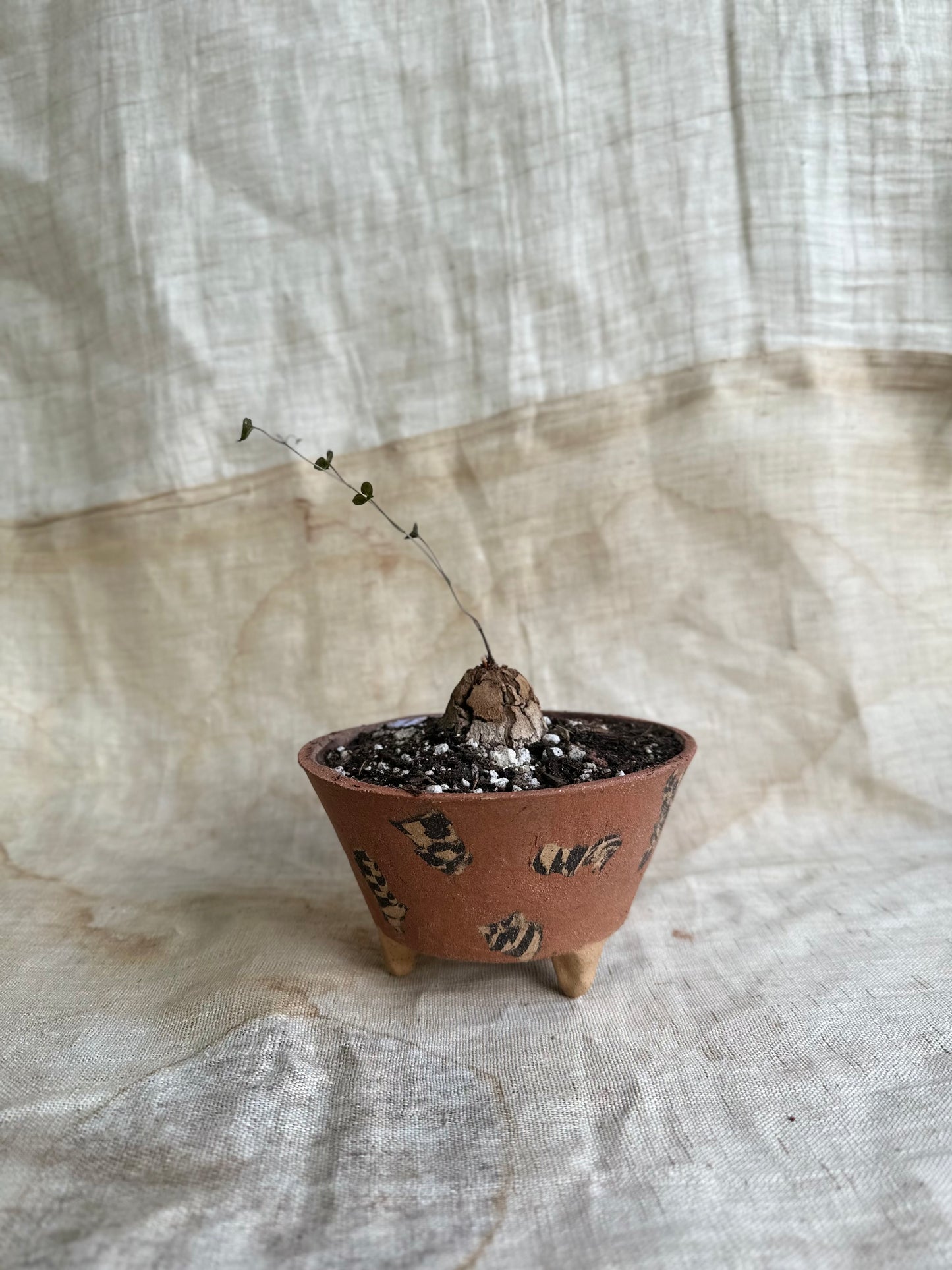 64 red inlay planter