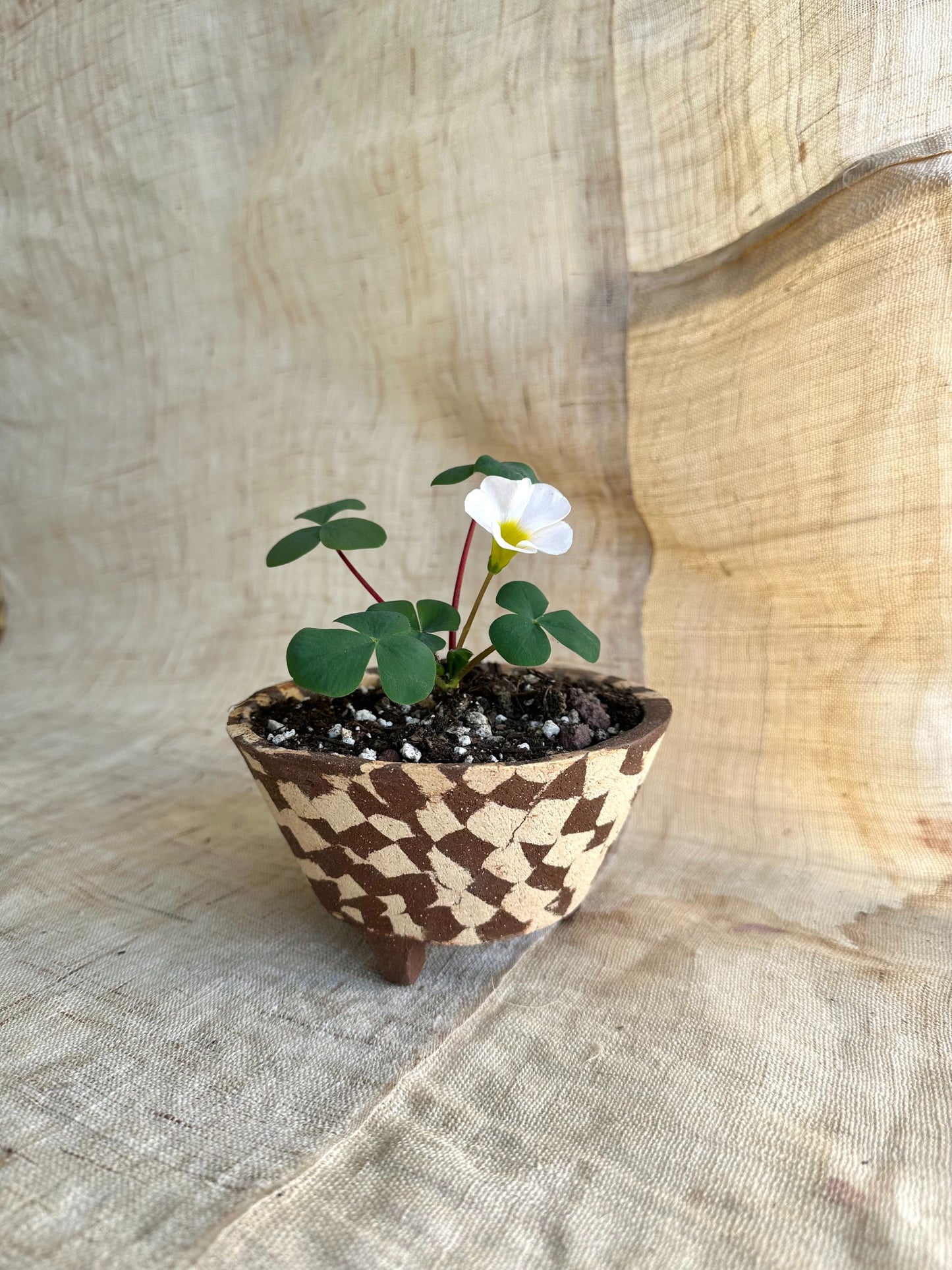 65 checkers planter