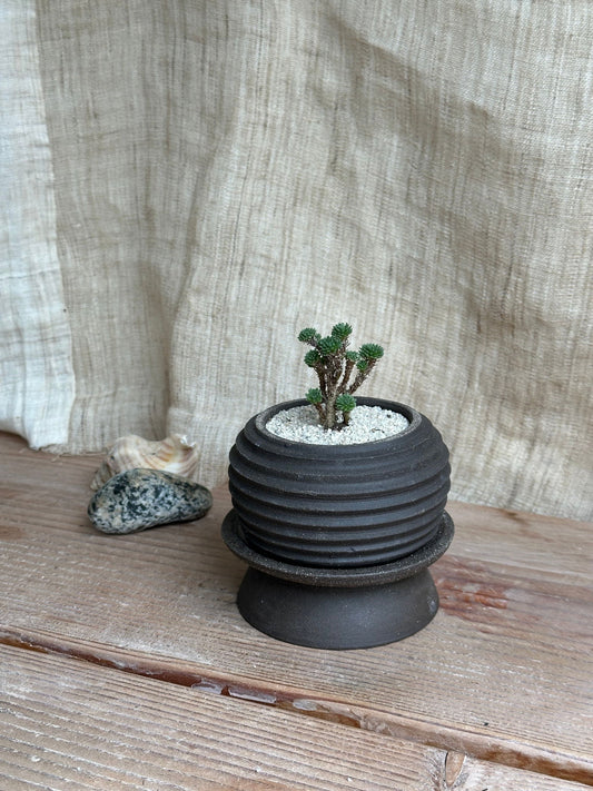 Miniature Joshua tree w/ black mini pedestal saucer set - Mipa's pots and plants