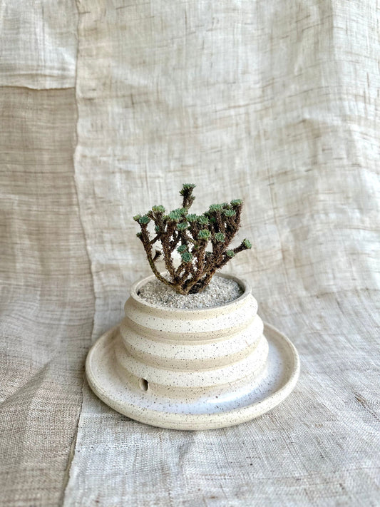 Miniature Joshua tree w/ c/c pagoda planter - Mipa's pots and plants